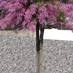 planter un tamaris en pot